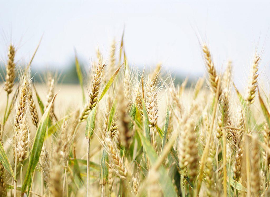 Seed Treatment & Protection