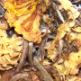 Dragon Herbs, Chrysanthemum Tea 3
