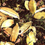 Stash Teas of India Kashmiri Chai Green Tea 3