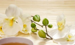 emolas eade Brnatur autes ditaut Oneqtures