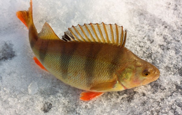 winter fishing
