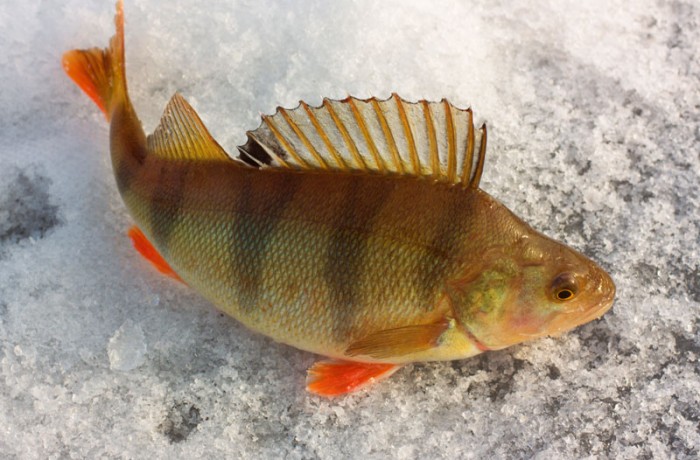 winter fishing