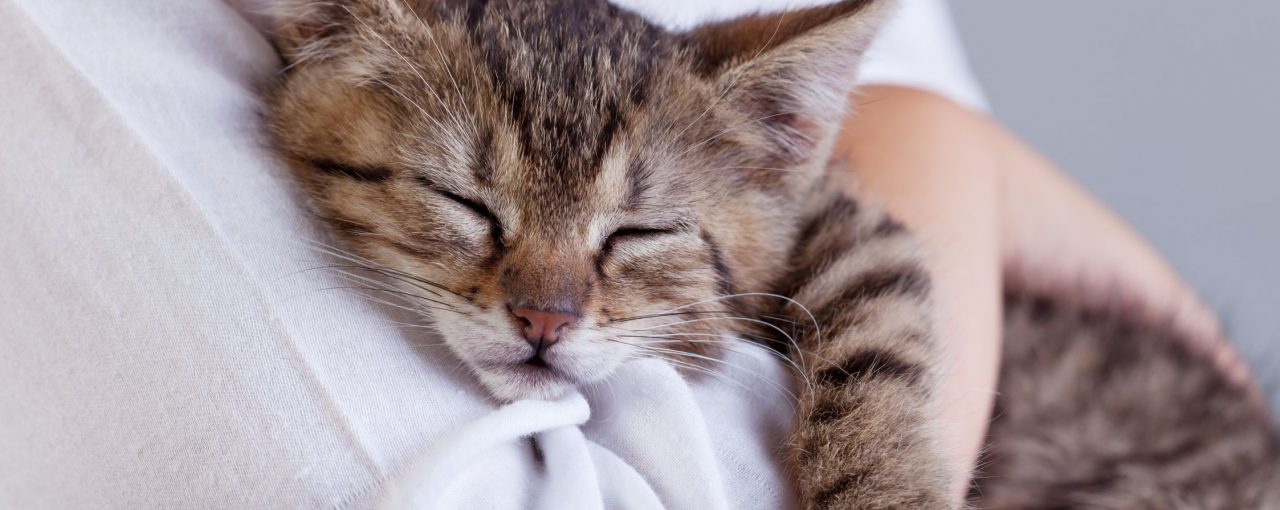 5 Tips for Travelling with your Pet