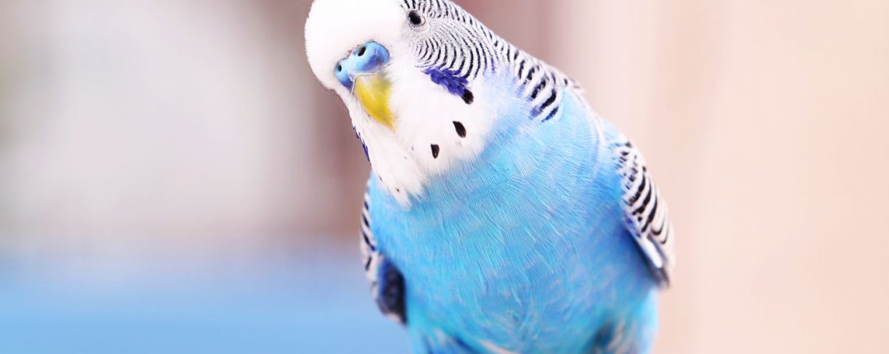 Can Pets have Allergies?