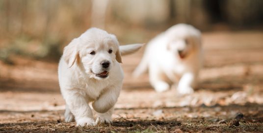 A Dog’s Short Term Memory is… Pretty Short