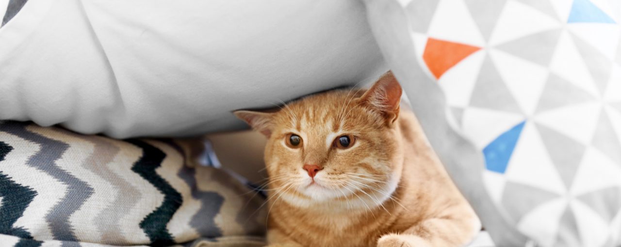Introducing A New Pet To Your Furry Family
