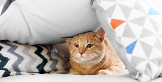 Introducing A New Pet To Your Furry Family