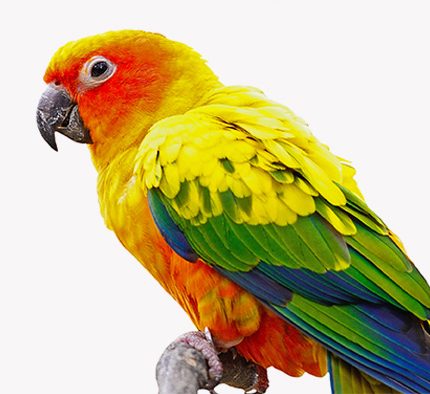Birds