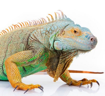Reptiles