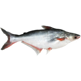 Pangasius 1