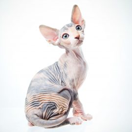 Cats