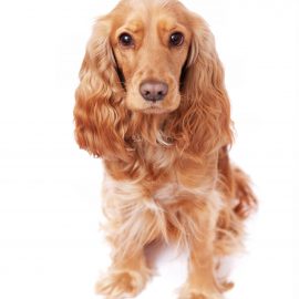 Dogs