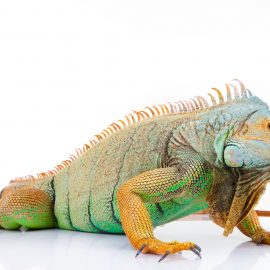 Reptiles
