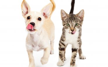 shutterstock_298864649