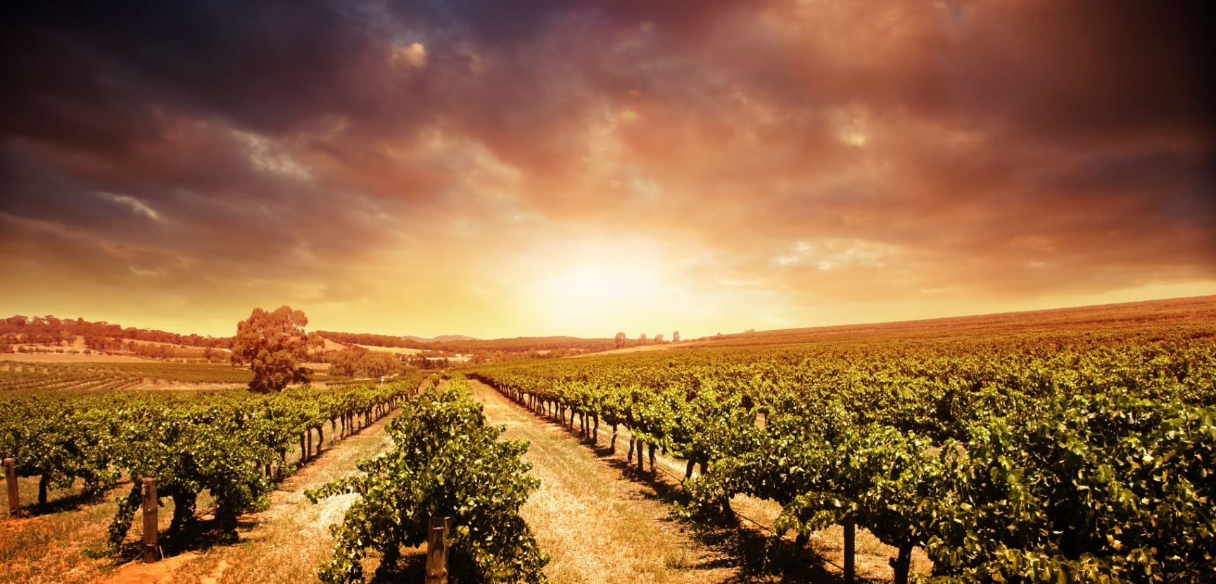 Wine Vintages and Why They Matter