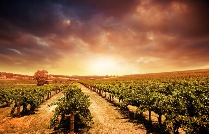 Wine Vintages and Why They Matter