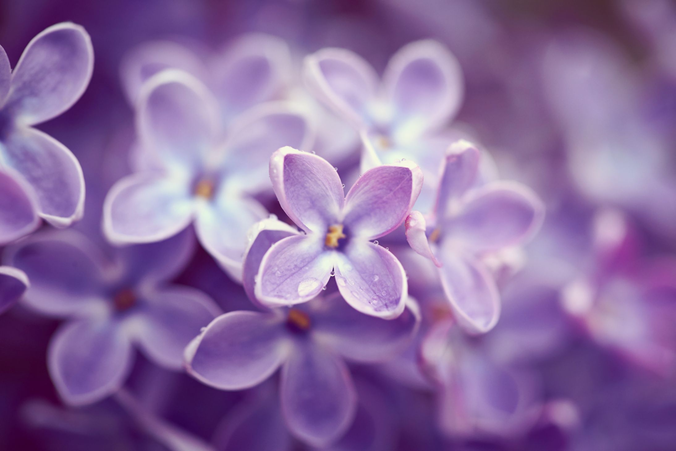 depositphotos_76993461_original
