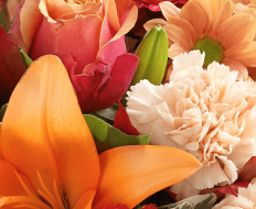 Autumn Shades Perfect Gift 02 Autumn Shades Perfect Gift 02