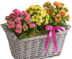 Happy Birthday Kalanchoe Basket 01 Happy Birthday Kalanchoe Basket 01