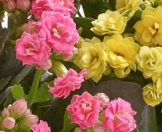 Happy Birthday Kalanchoe Basket 02 Happy Birthday Kalanchoe Basket 02