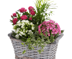 Happy Birthday Kalanchoe Basket 04 Happy Birthday Kalanchoe Basket 04