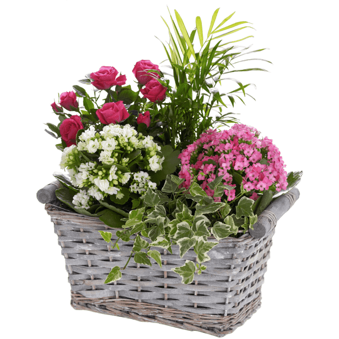 Happy Birthday Kalanchoe Basket 04