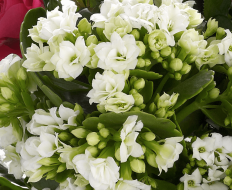 Happy Birthday Kalanchoe Basket 05 Happy Birthday Kalanchoe Basket 05