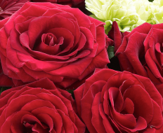 Heavenly Red Rose Hand tied 03 Heavenly Red Rose Hand tied 03