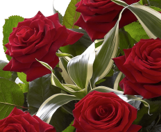 Heavenly Red Rose Hand tied 04 Heavenly Red Rose Hand tied 04