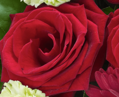 Heavenly Red Rose Hand tied 05 Heavenly Red Rose Hand tied 05