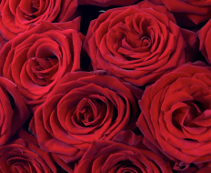 Luxury Grand Prix Rose Hand tied 02 Luxury Grand Prix Rose Hand tied 02