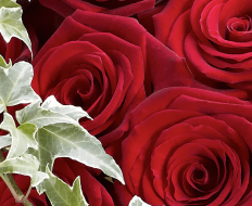 Luxury Grand Prix Rose Hand tied 06 Luxury Grand Prix Rose Hand tied 06