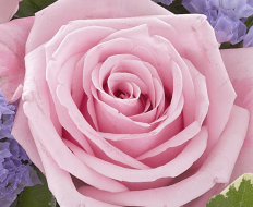 Mixed Basket Pink and Lilac 03 Mixed Basket Pink and Lilac 03