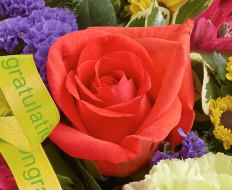 New Baby Vibrant Hand tied or Vase 02 New Baby Vibrant Hand tied or Vase 02