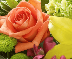 New Baby Vibrant Hand tied or Vase 05 New Baby Vibrant Hand tied or Vase 05