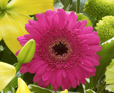 New Baby Vibrant Hand tied or Vase 06 New Baby Vibrant Hand tied or Vase 06