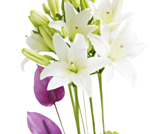 Rose, Gerbera and Vanda Orchid Arrangement 05