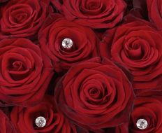 Ultimate 100 Grand Prix Rose Hand tied 02 Ultimate 100 Grand Prix Rose Hand tied 02
