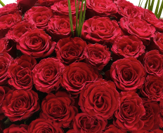 Ultimate 100 Grand Prix Rose Hand tied 05 Ultimate 100 Grand Prix Rose Hand tied 05
