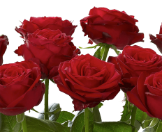 Ultimate 100 Grand Prix Rose Hand tied 06 Ultimate 100 Grand Prix Rose Hand tied 06