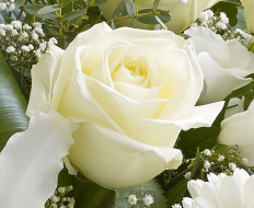 White Radiance Hand tied 02 White Radiance Hand tied 02