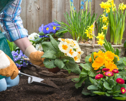 Planting Blueberries