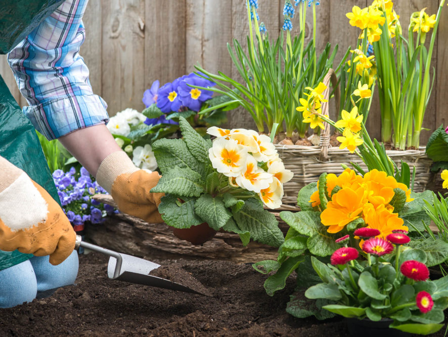 Planting Blueberries
