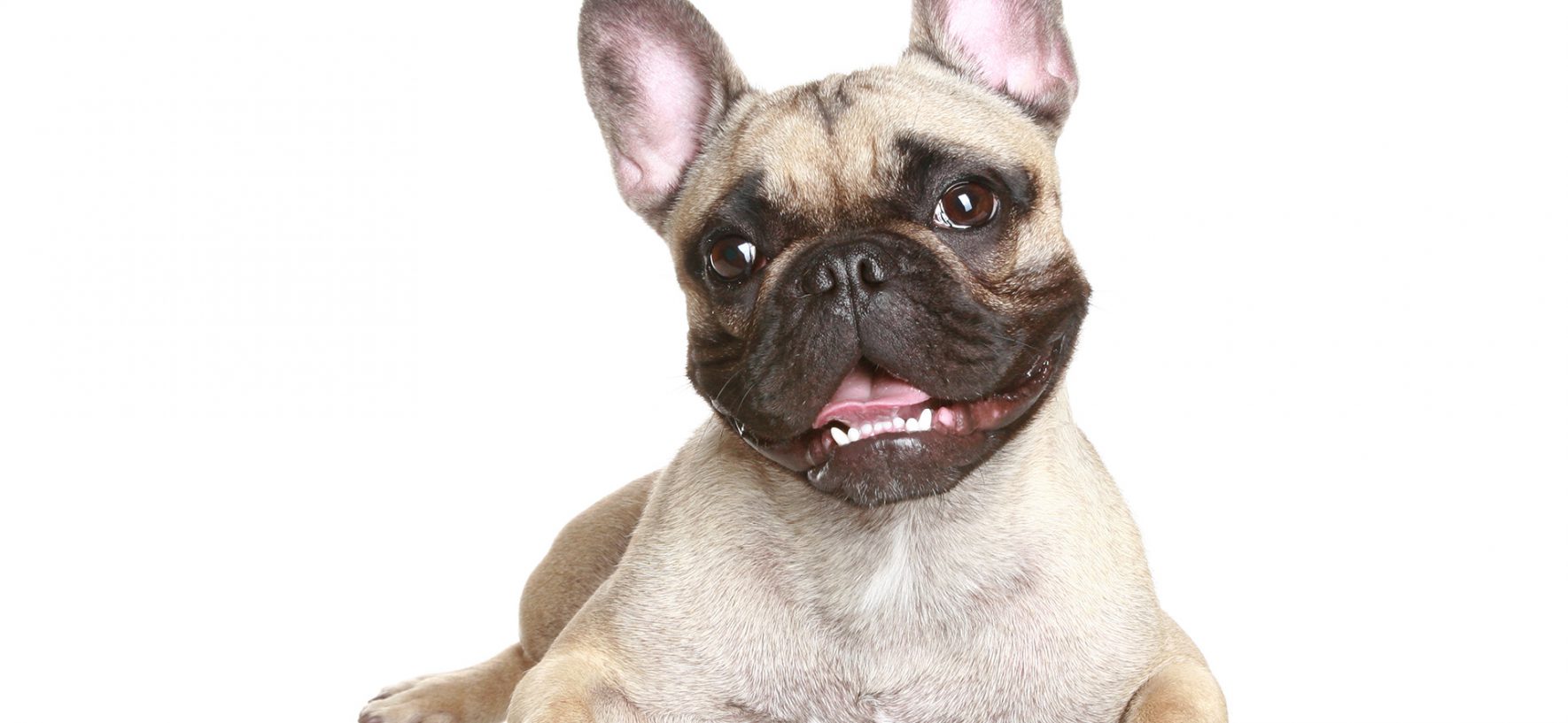 Pets: Companions, Stress Relievers, and… Teachers?