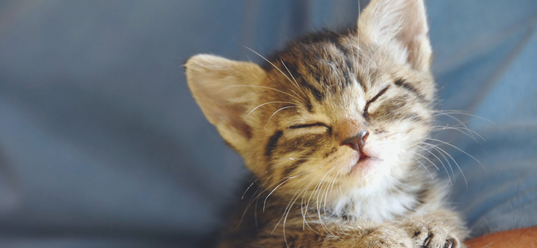 Deciphering Your Cat’s Language
