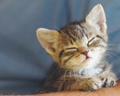 Deciphering Your Cat’s Language