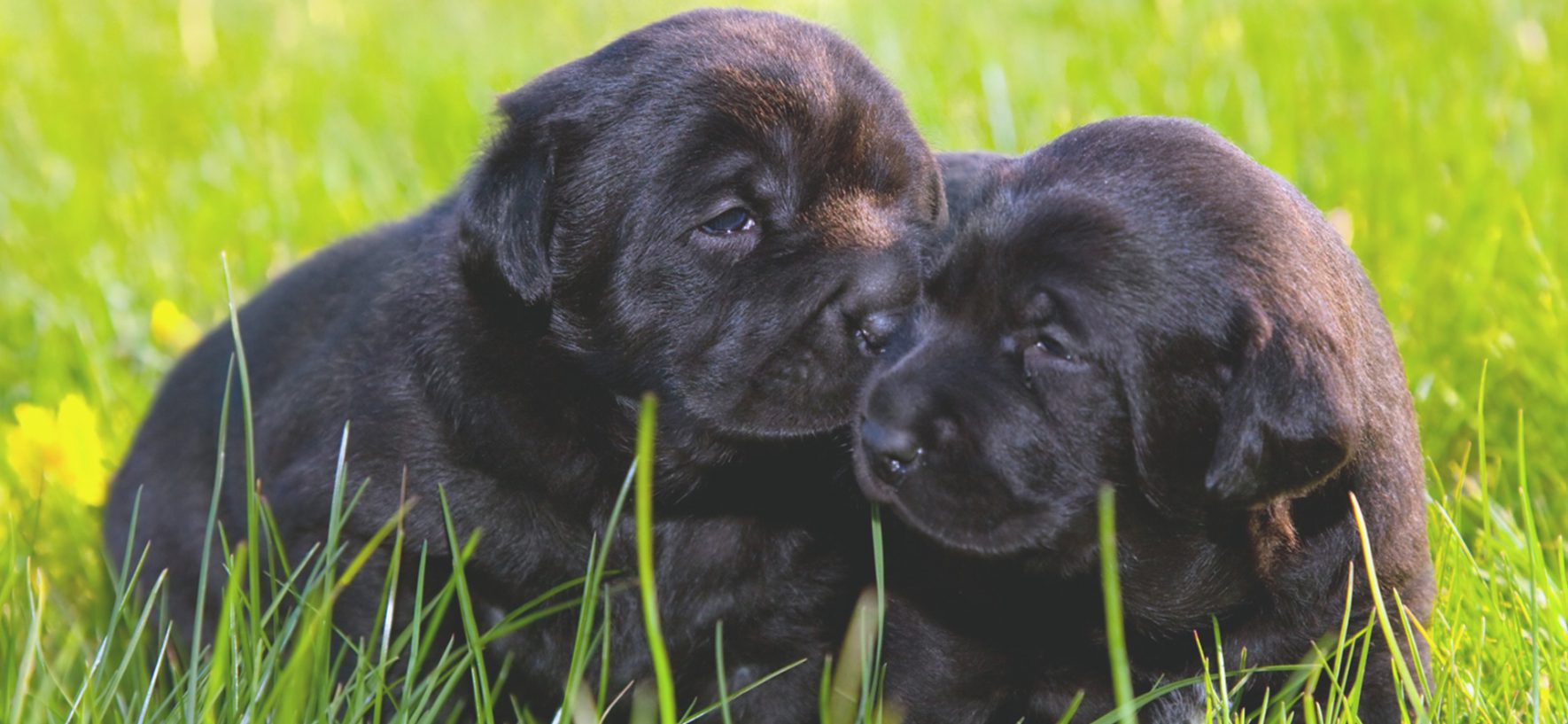 Bark Collars: Do They Work?