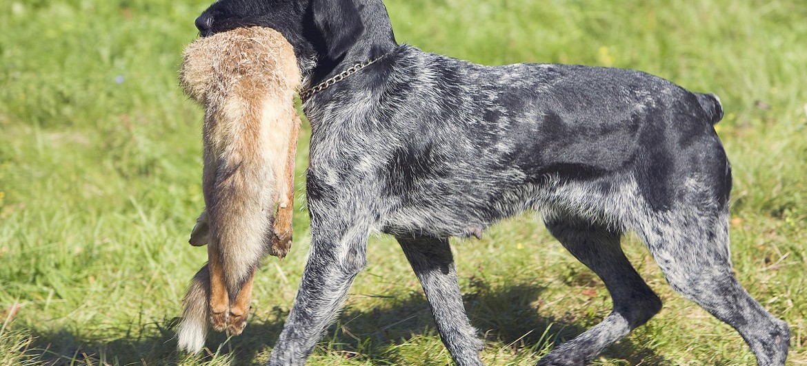 hunting dog with a catch