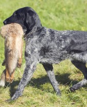 hunting dog with a catch