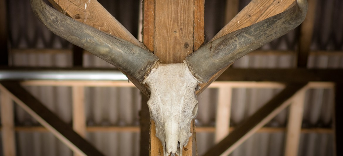 horns of deer
